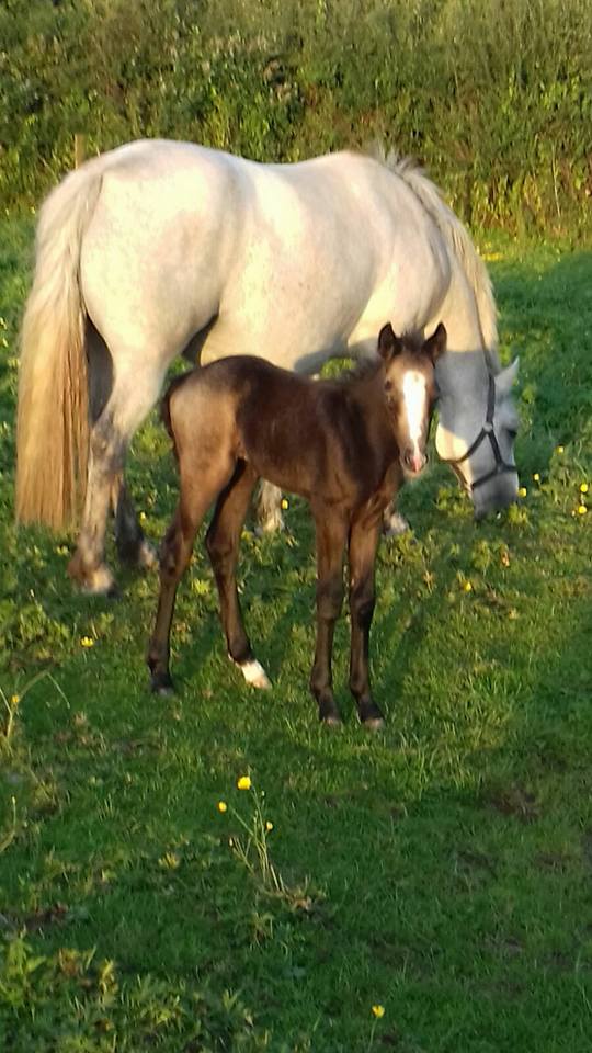 Ballyneety Stud Farm - Foals For Sale